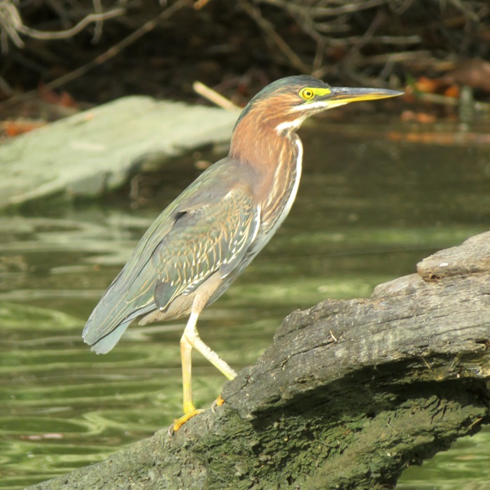 Slightly zoomed-out view of green heron