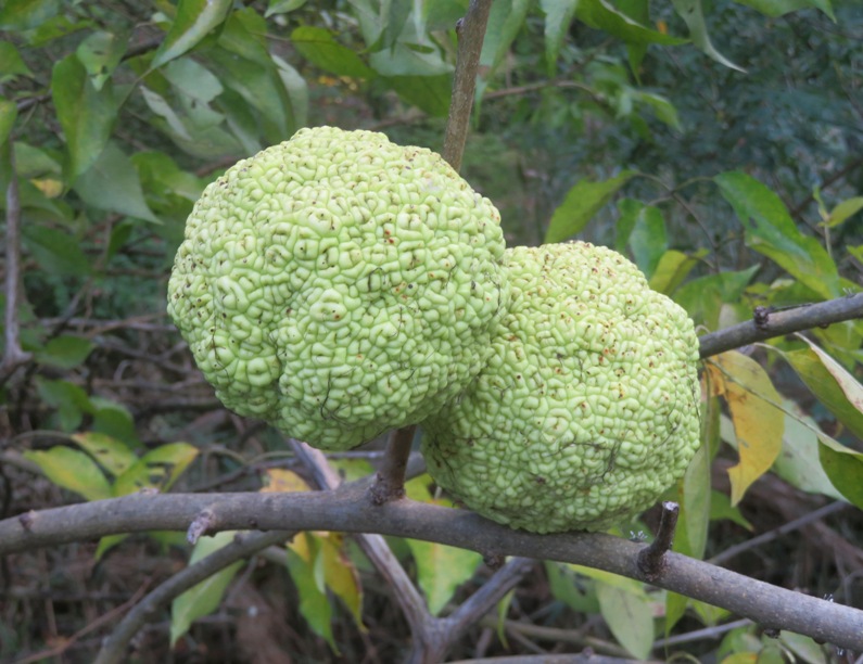 Two osage oranges (aka hedge apples)