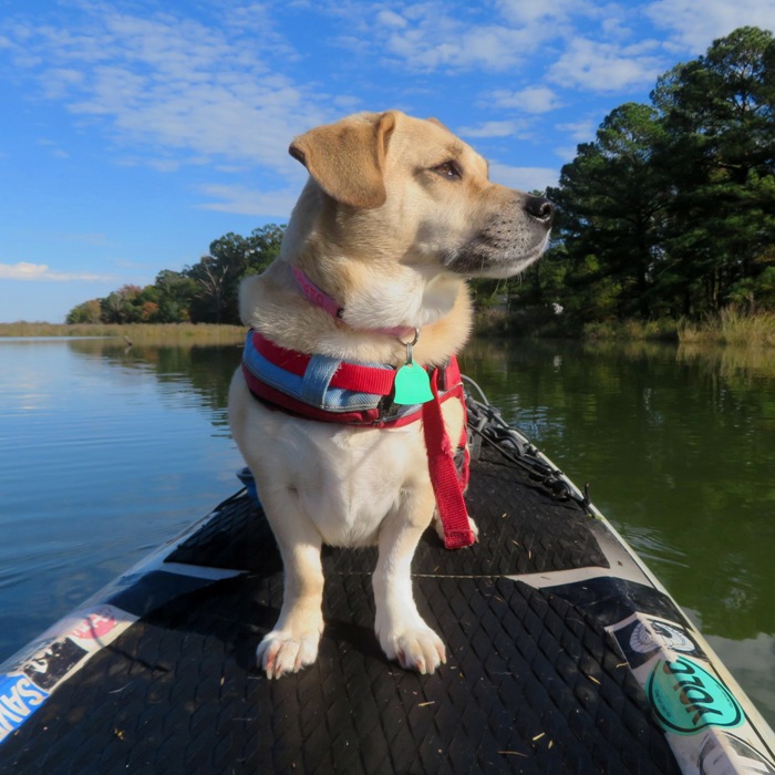 Daphne's face aglow on the SUP