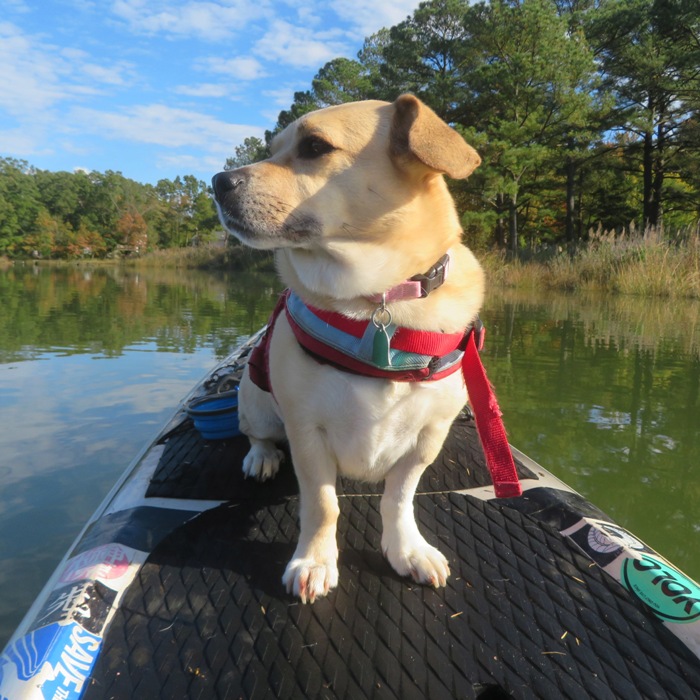 Daphne on the SUP in the soft light