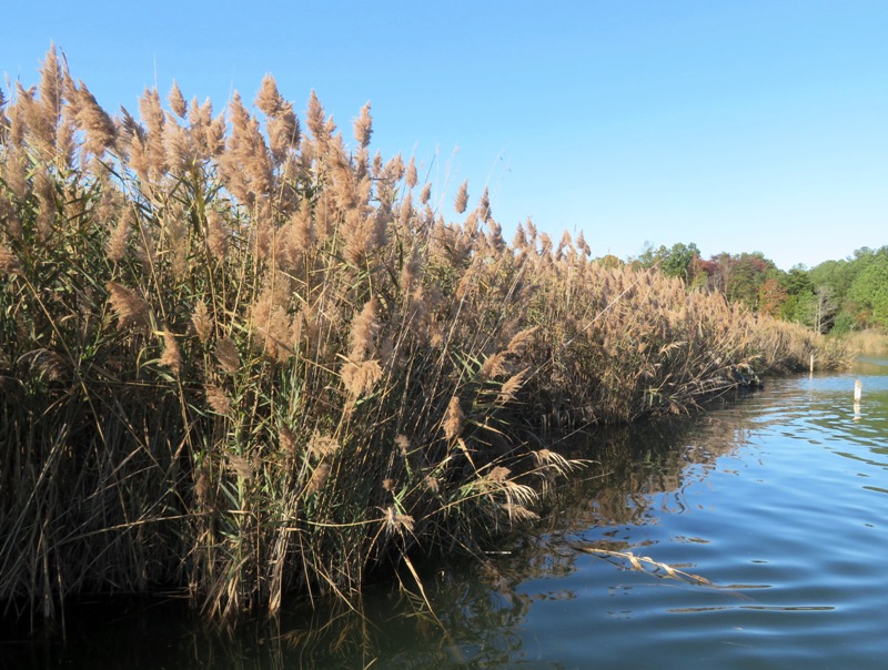 Phragmites plants