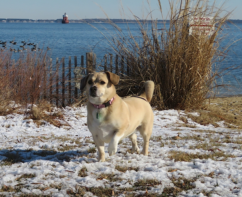 Daphne standing on beach with light snow