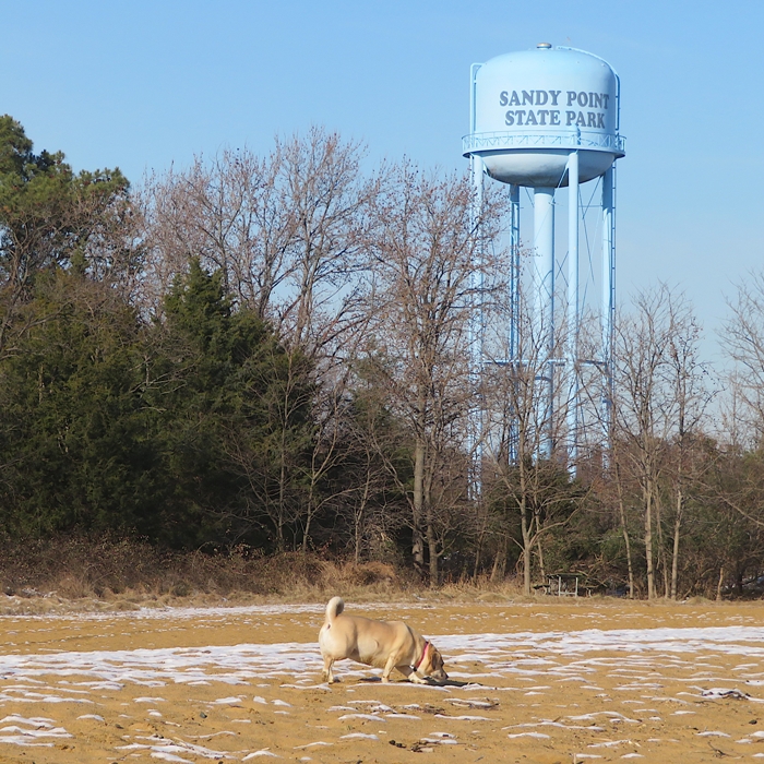 Daphne on beach with water tower behind