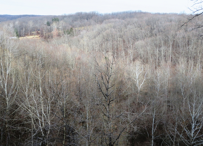 View from overlook of trees in the distance
