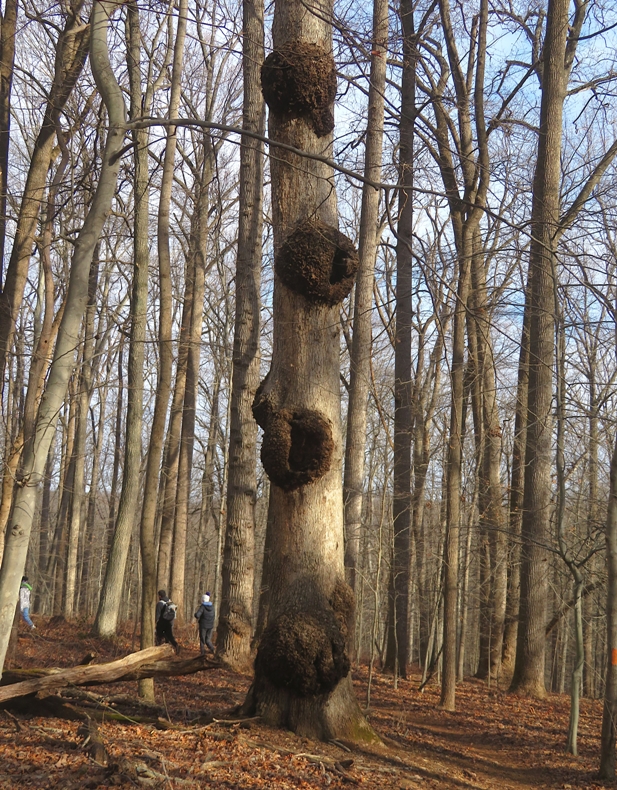 Large tree with lots of burls
