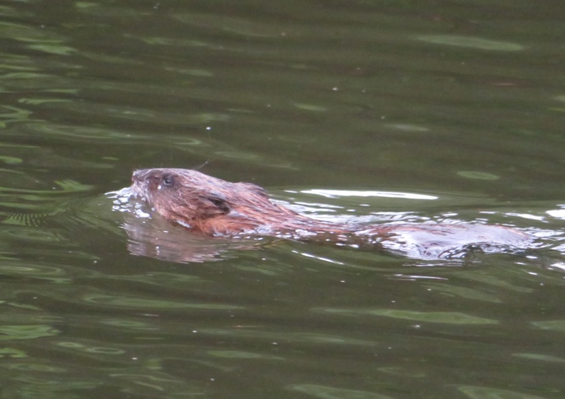 Muskrat swimming