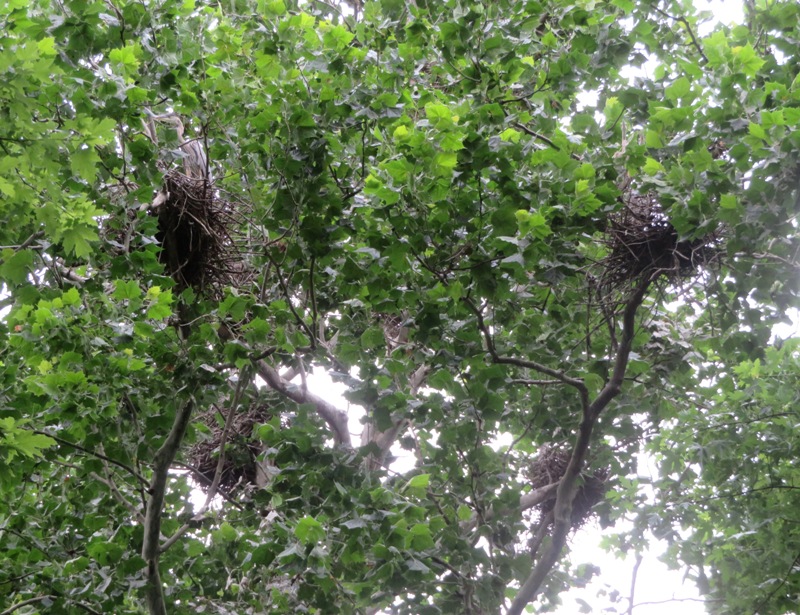 Great blue heron nests in trees