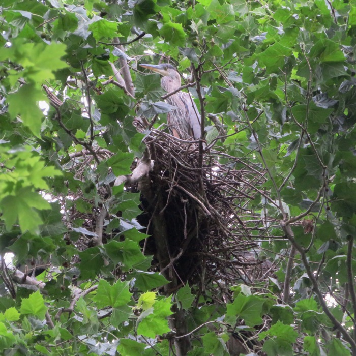 Single heron on nest