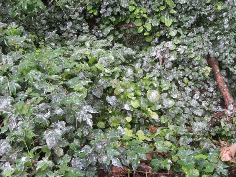 Poop-covered leaves on ground