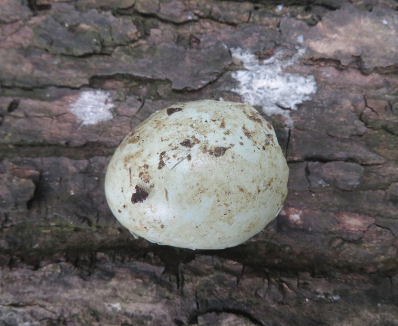 Part of egg shell