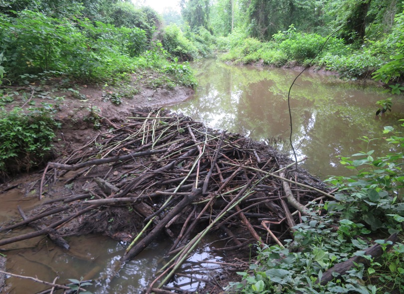 Beaver dam