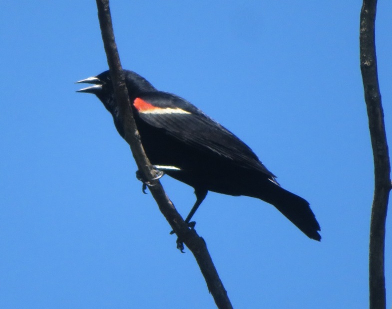 Red-winged blackbird with vegetation hiding its eye
