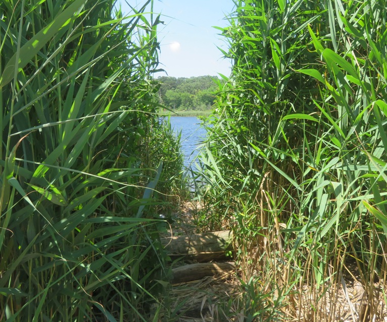 Opening in vegetation leading to pond