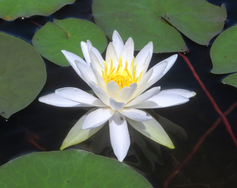 Single lily flower