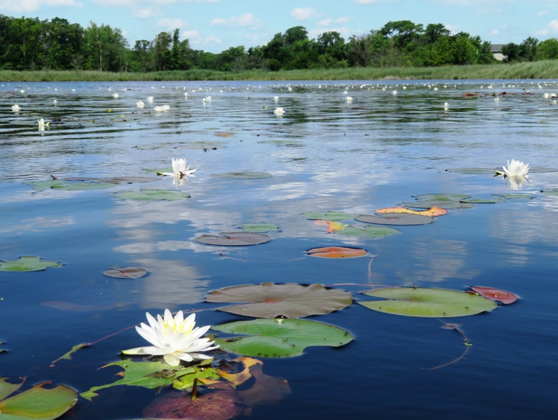 Lily flowers