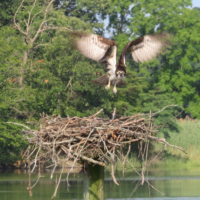 Osprey flying above nest