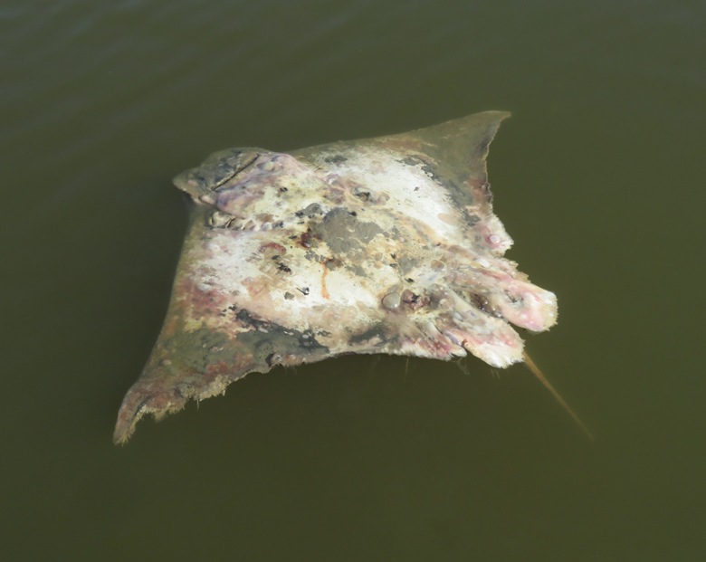 Dead cownose ray floating