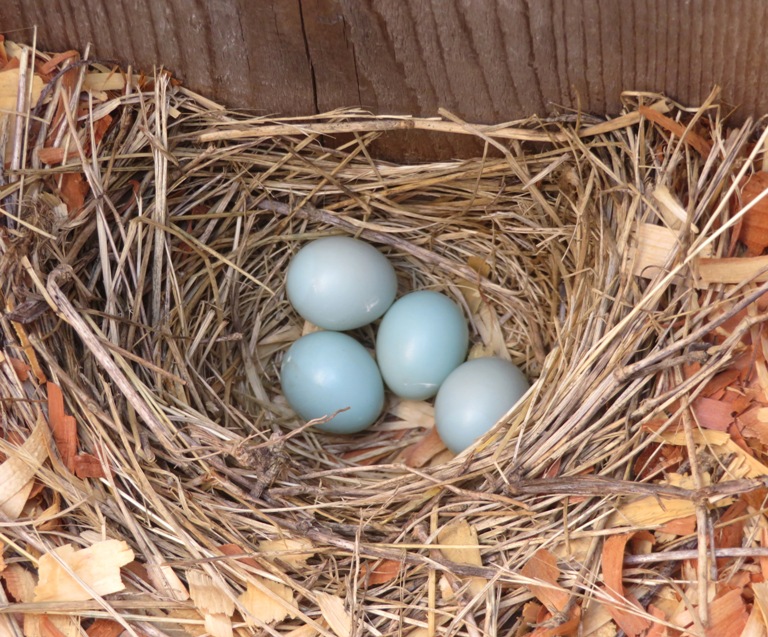 Eggs inside wood duck box