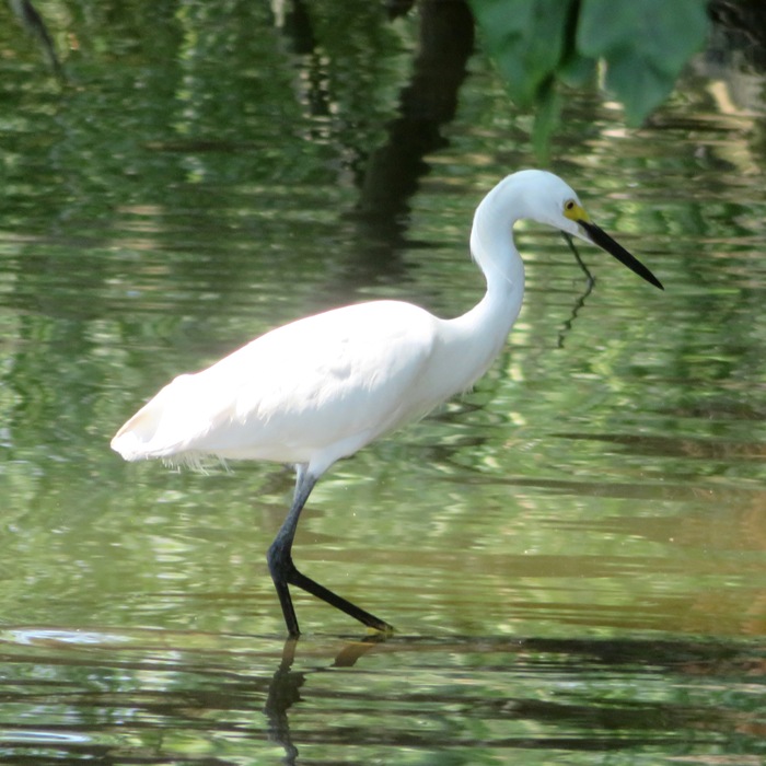 Snowy egret wading