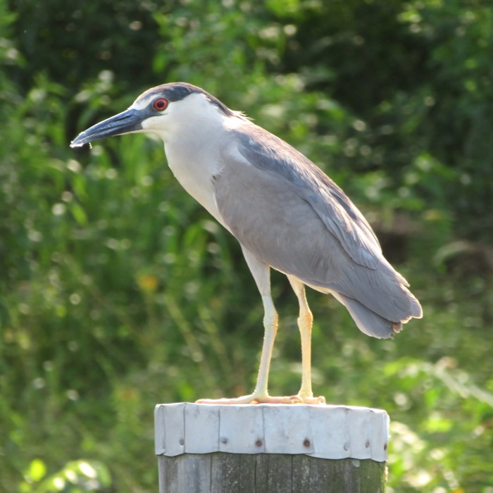 Black-crowned night heron perched on a pile