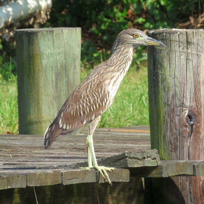 Juvenile black-crowned night heron standing on pier