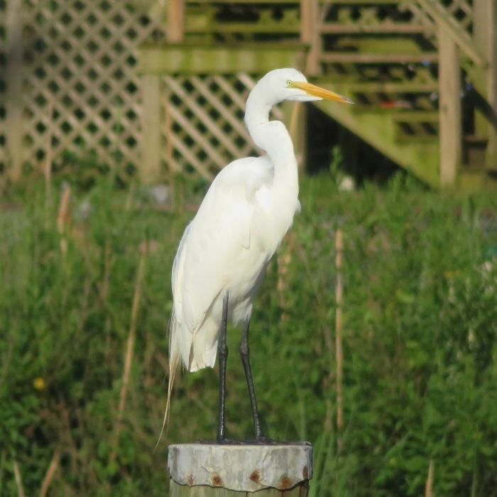 Great egret standing on a pile