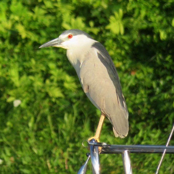 Black-crowned night heron standing on a boat