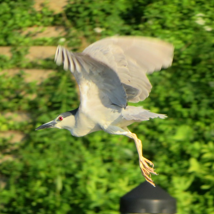 Black-crowned night heron taking flight