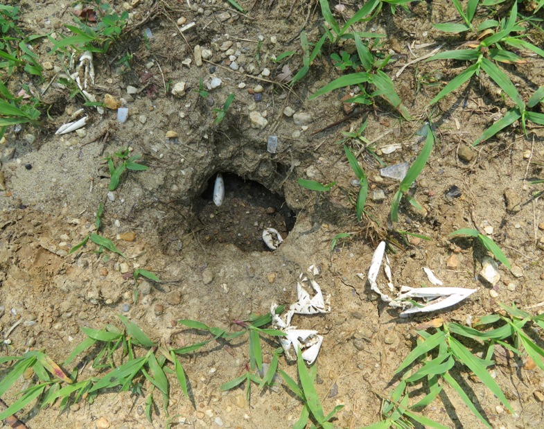 Hole with remains of egg shells