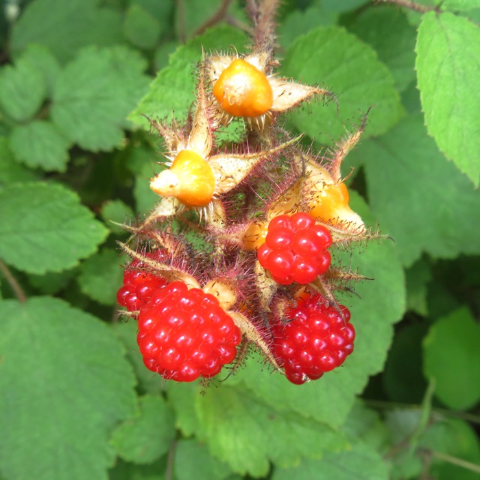 Wineberries on the vine
