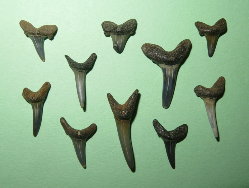 Close-up of ten shark teeth