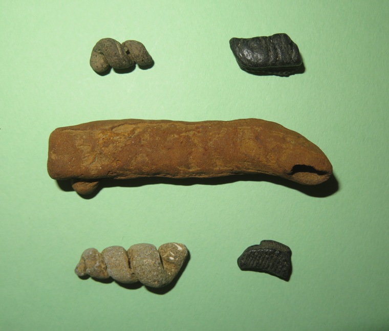 Fulgurite, turitella casts, and pieces of ray dental palate.
