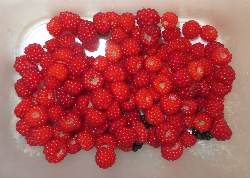 Wineberries and blackberries