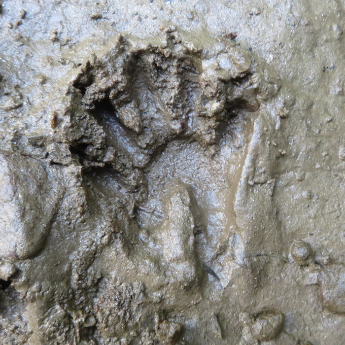 Raccoon footprint in mud