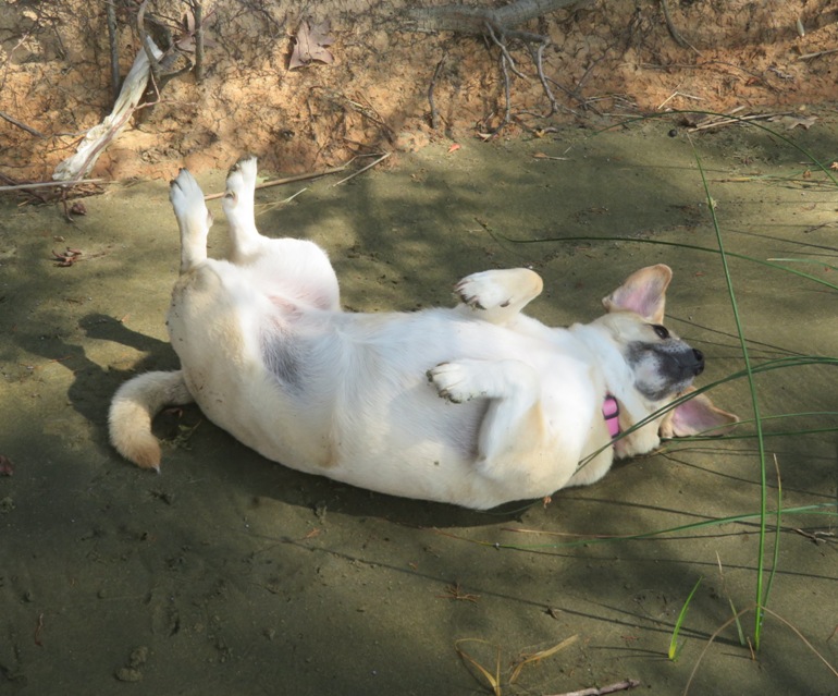 Daphne rolling on beach