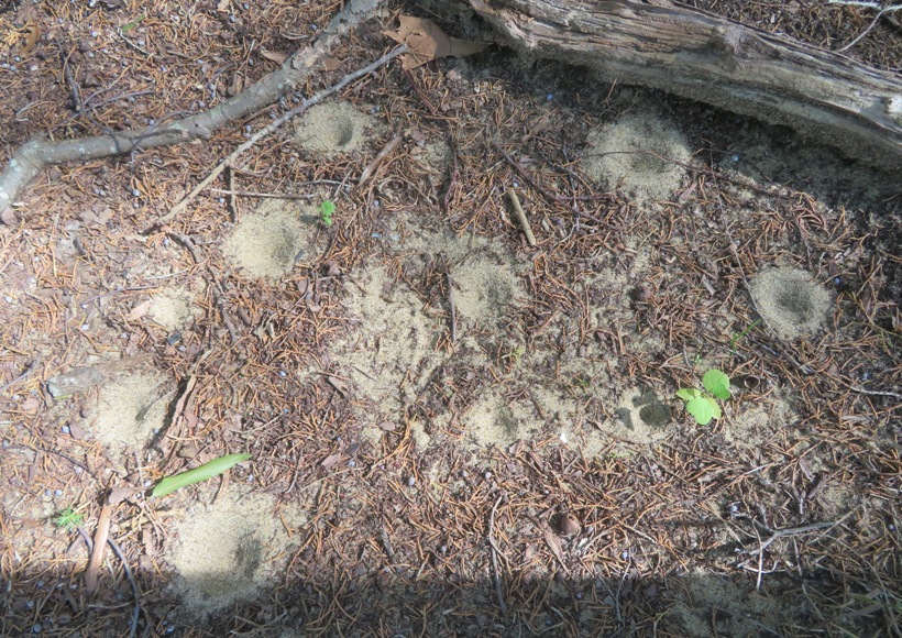 Antlion holes