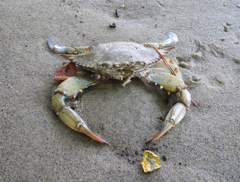 Dead blue crab