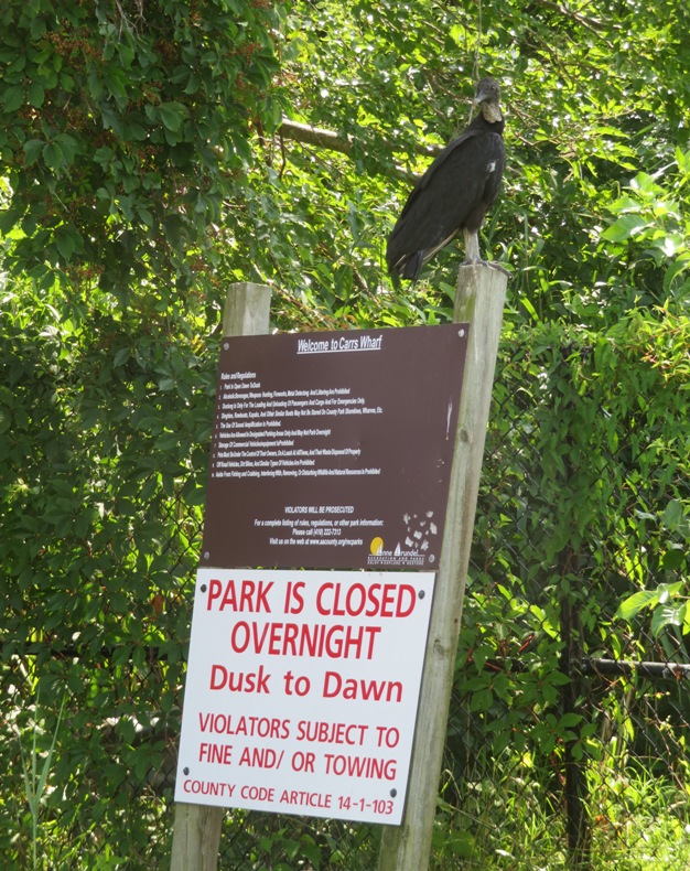 Black vulture on Carrs Wharf sign