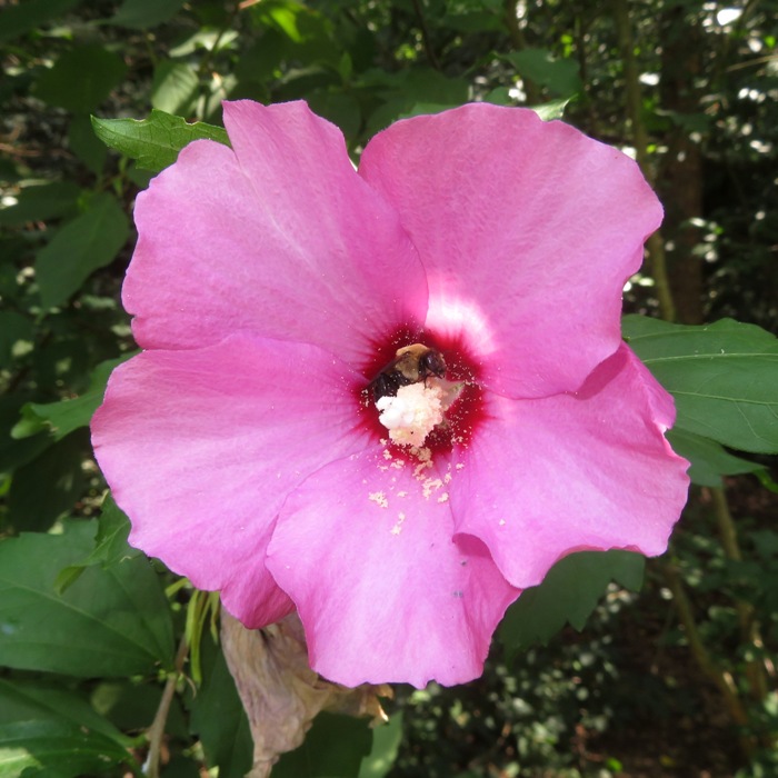 Rose of Sharon flower