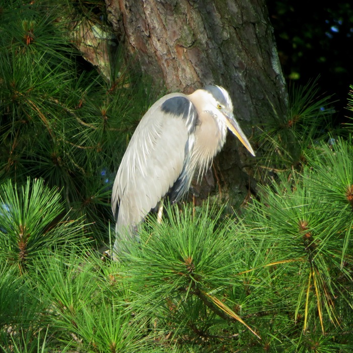 Great blue heron in pine tree