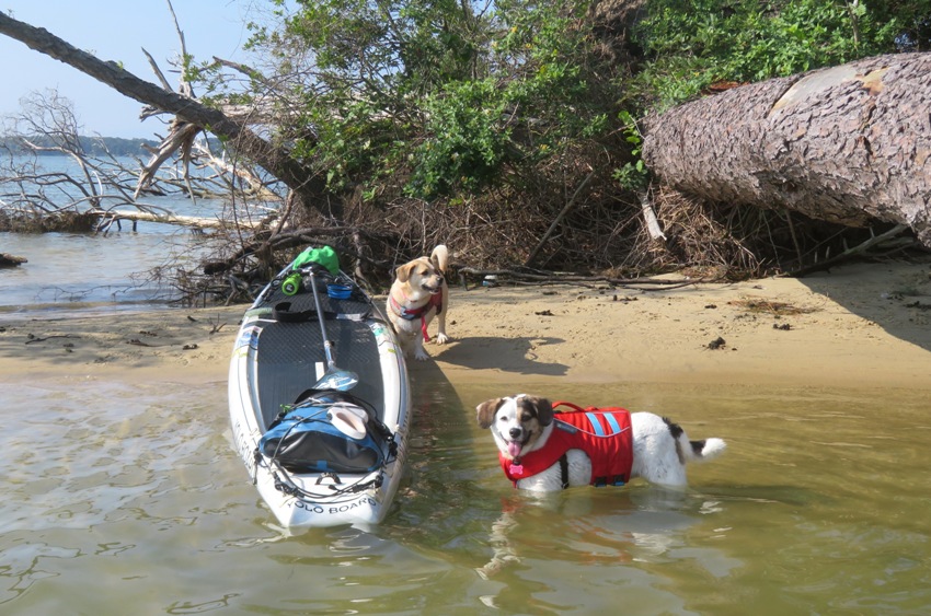Mia in the water and Daphne on shore next to SUP on Hambleton Island