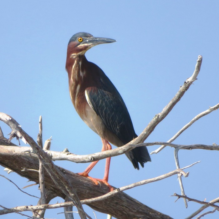 Green heron