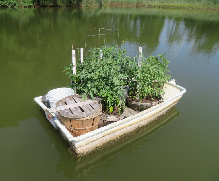 Floating vegetable garden