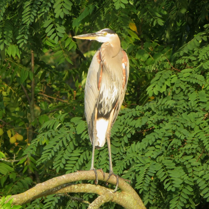Great blue heron standing on fallen tree