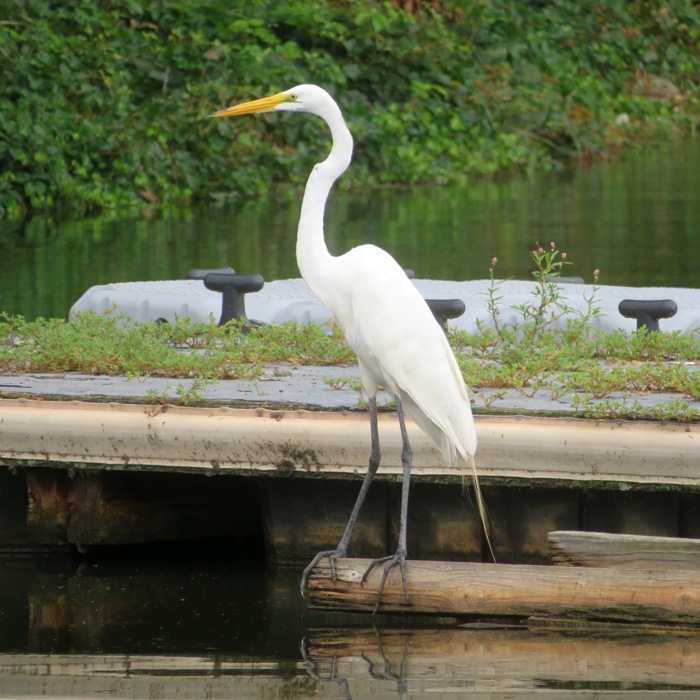 Great egret in front of pier