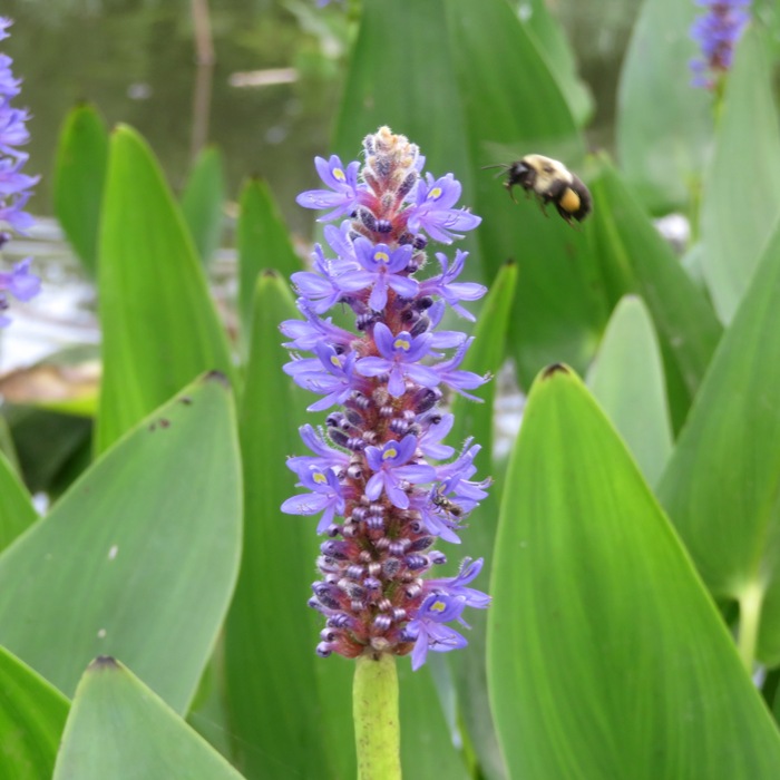 Pickerelweed and bee