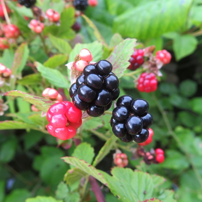 Close-up of blackberries