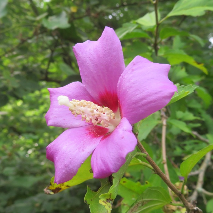 Pink hibiscus