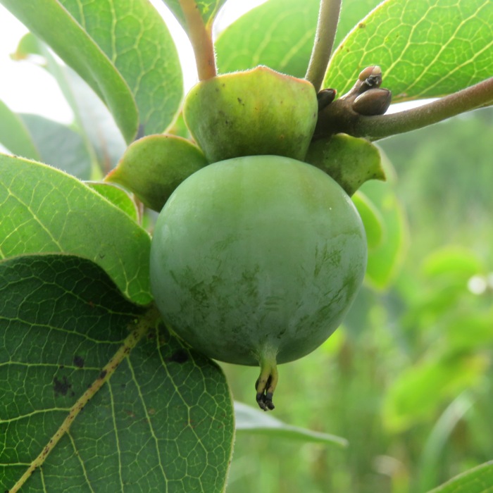 Close-up of green persimmon