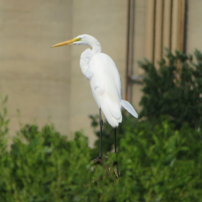 Great egret in tree with one feather sticking out